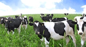 Създадоха ГМО крави, даващи хипоалергенно мляко