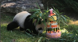 Първото френско бебе панда стана на 1 година