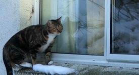 Жена се бори за живота си след удар от „летяща” котка