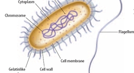 Клетъчна стена при бактериите