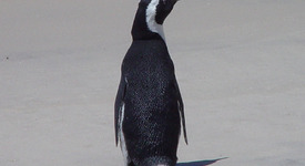 Отвлякоха плетен пингвин с цел откуп и рекетиране