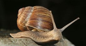 Секса се е появил от паразити?