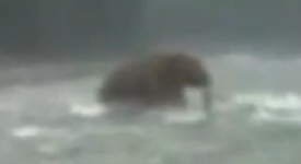 Заснеха жив мамут в Сибир (+видео)