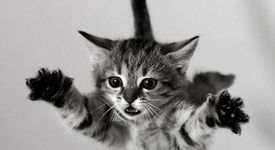 Котка оцеля след полет от 32-рия етаж 