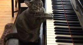 Котка свири перфектно на пиано (+видео)