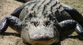 Алигаторите не изневеряват на половинките си