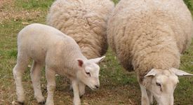 Оригването на овцете допринася за глобалното затопляне 
