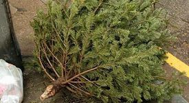 Вземете си коледно дърво под наем, спасете живота на една елха