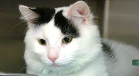 Храниш котка в Пловдив - очаква те солена глоба