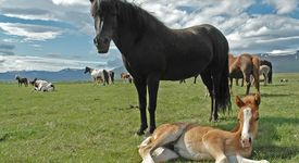Конете в Кордоба вече ще се разхождат... само с памперси 