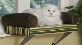Котето Барни залови крадец