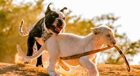 Куче осинови бенгалско тигърче и бяло лъвче (+ видео)