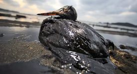 Перат морските птици, изцапани с нефт, в пералня