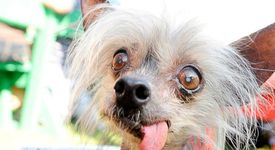 Най-грозното куче на света почина на 17-годишна възраст