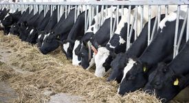 ЕС – за хуманно отношение към животните