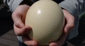 Кокошка снесе яйце, което нахрани на закуска цяло семейство