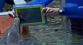 Делфин се учи да комуникира с хората чрез iPad
