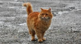 Котарак краде, за да зарадва стопаните си 