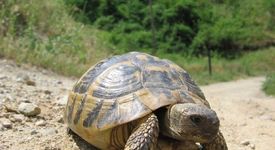 За пламналата любов между чехъл и костенурка
