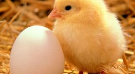 Кое е било първо - кокошката или яйцето? Учените дадоха отговор! 