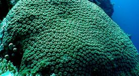 Коралът в Червено море ще спре да расте през 2070г.