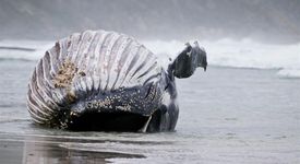 Мъртъв кит- дробове пълни с петрол
