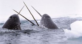 Нарвал - арктически зъбат кит