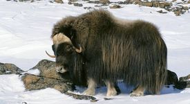 Арктически овцебик