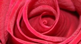 Турчин използва роза срещу цигарите 