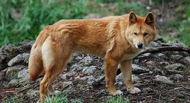 Австралийско Куче Динго