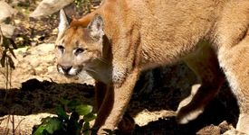 Пума (puma concolor)