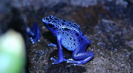 Синя отровна жаба (Dendrobates azureus)