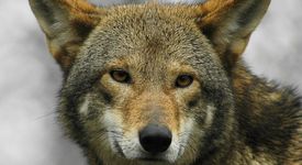 Червен вълк (Canis rufus)