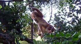 Дебело Лори Джудже (Nycticebus pygmaeus)