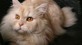 Домашните любимци превръщат всеки дом в тоалетна 