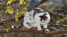 Мъж спасява котка от високо дърво, пожарникарите спасяват него