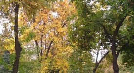 Разходките сред природата са особено полезни