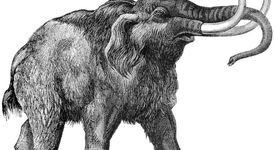 Учени доказаха, че не хората са причината за изчезването на мамутите
