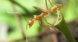 Интересни факти за Мравките