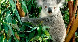 Торбестата мечка - симпатичната коала