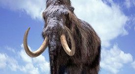 Изчезването на мамутите, причинено от промените в климата на Земята 