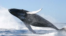 Австралийски тийнейджър обязди кит 