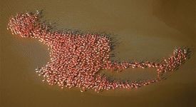 Фотограф направи уникална снимка на ято фламинго 