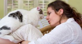 Котките лекуват заболявания като инсулт, атеросклероза и артрит