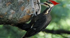 Космичски лазер ще шпионира кълвачи по дърветата 