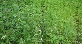 Продавачката-наркодилър освободена срещу 500 лева гаранция