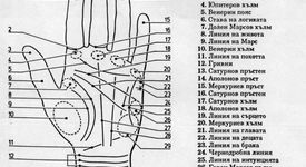 Какво показват линиите на вашата длан?