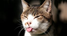 Котка обикаля света