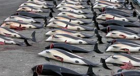 Япония затяга колана на пиратите китоубийци