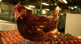 Кокошките имат способност да усещат болката на другите
